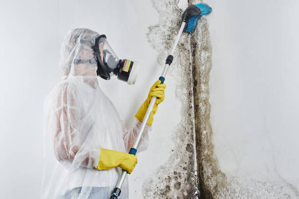 Best Black Mold Removal  in Baldwinville, MA