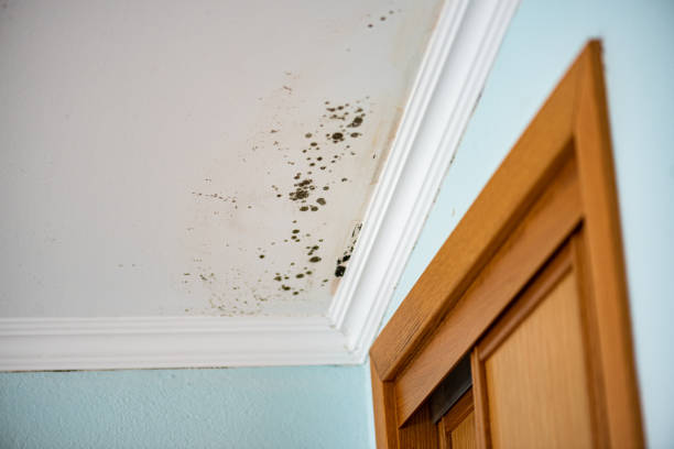 Best Office Mold Removal Services  in Baldwinville, MA