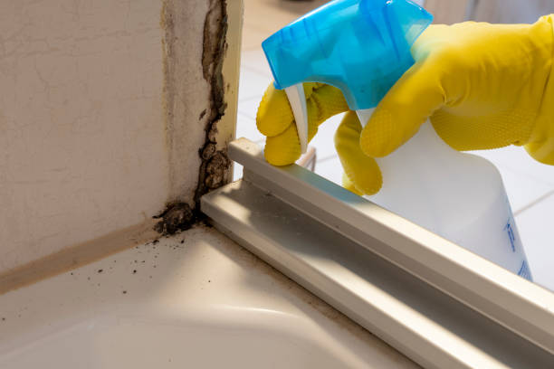 Best Professional Mold Removal  in Baldwinville, MA