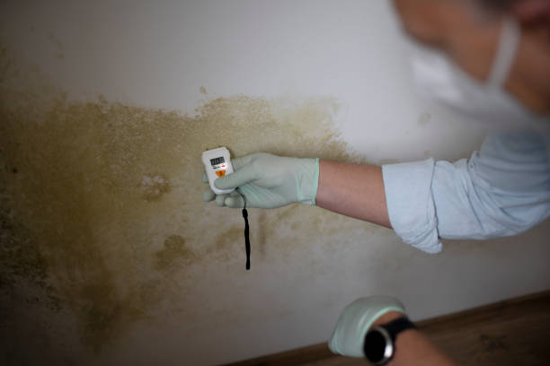 Best Affordable Mold Removal  in Baldwinville, MA