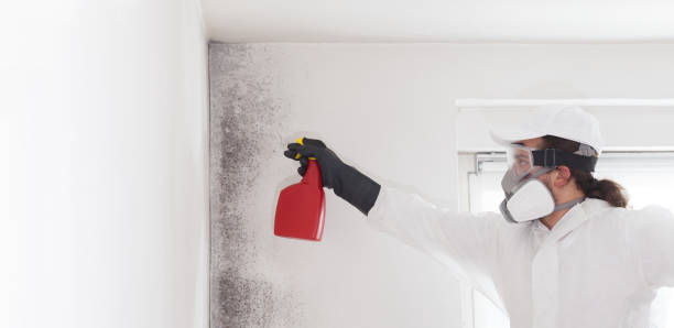 Certified Mold Removal in Baldwinville, MA