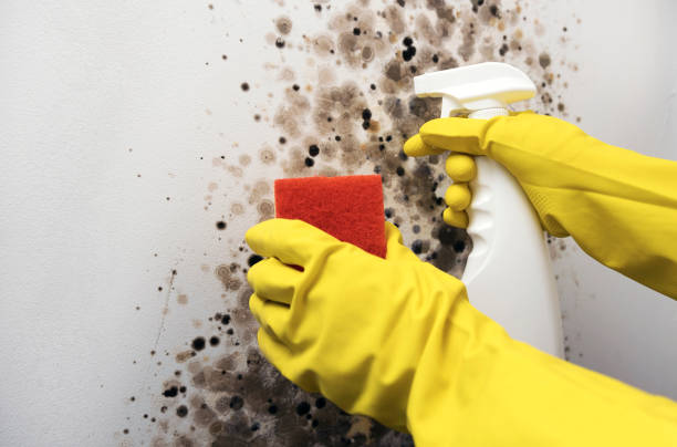 Best Fast Mold Removal  in Baldwinville, MA