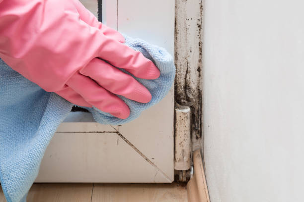 Best Local Mold Removal Service  in Baldwinville, MA
