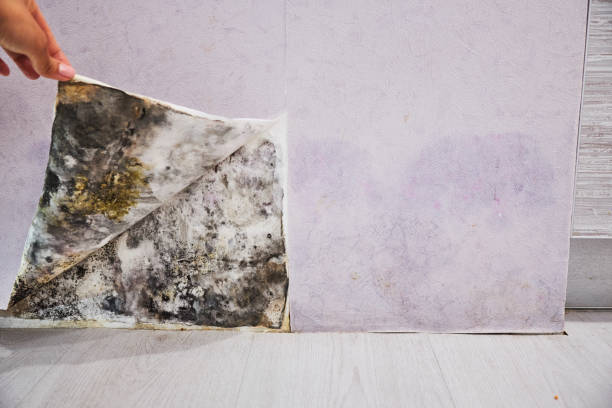 Best Same-Day Mold Removal  in Baldwinville, MA